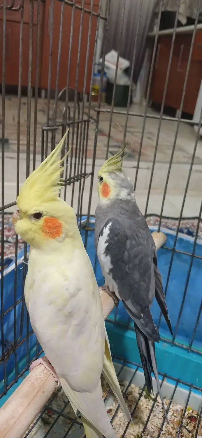 طوطی عروس جفت مولد|پرنده|قم, تولید دارو و یخچال|دیوار