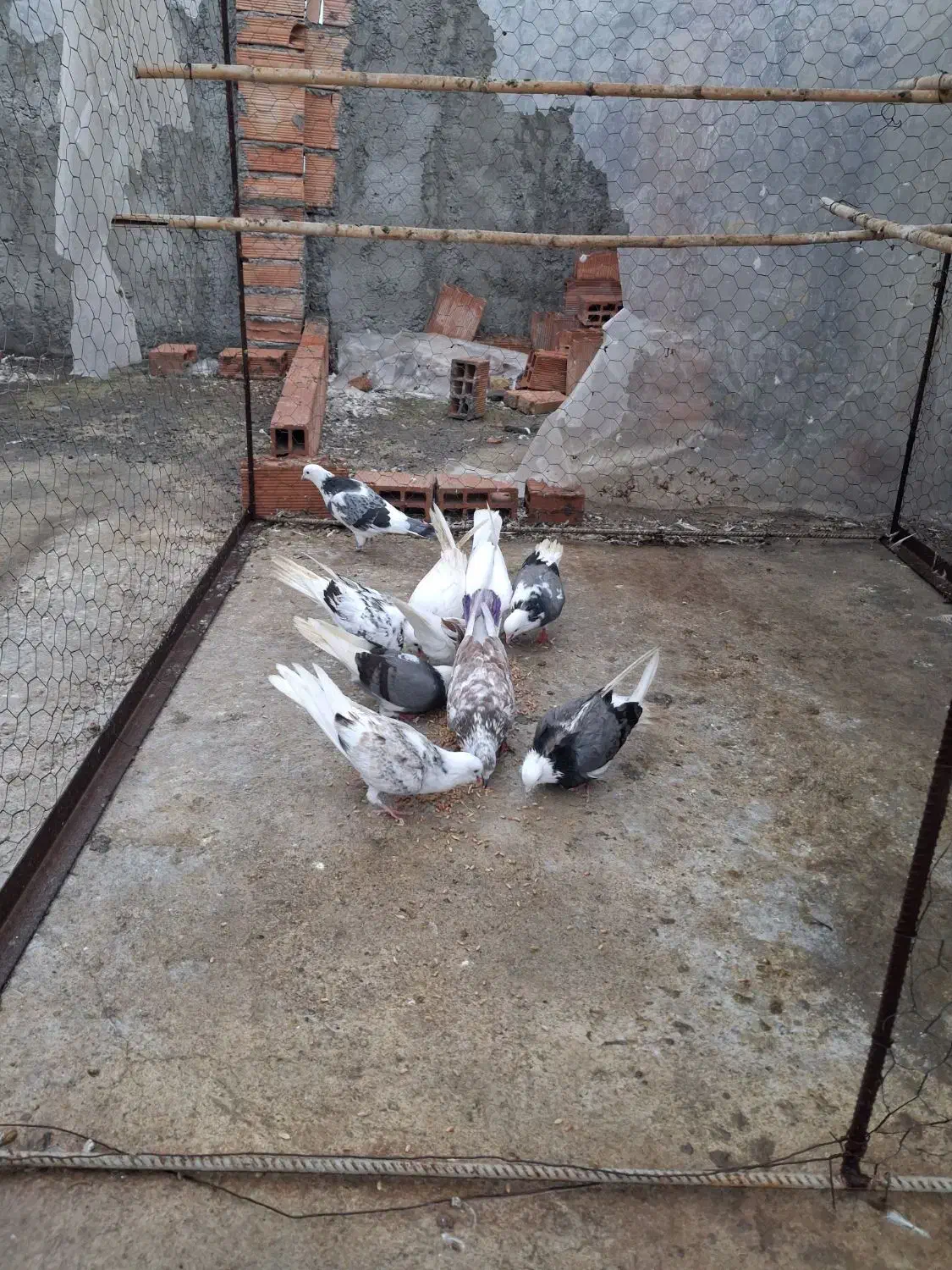 سلام دوستان عزیز چند تا کبوتر غریب خوب|پرنده|ساری, |دیوار