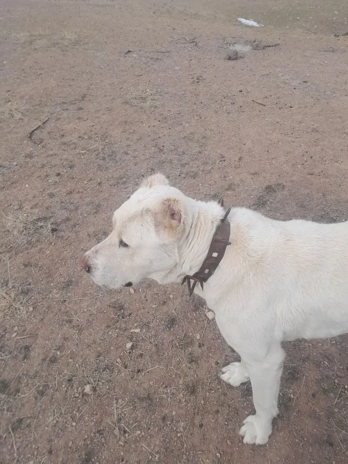 گمشده هرکس نشونی ازش بده مژدگانی دریافت میکنع|سگ|مشکان, |دیوار