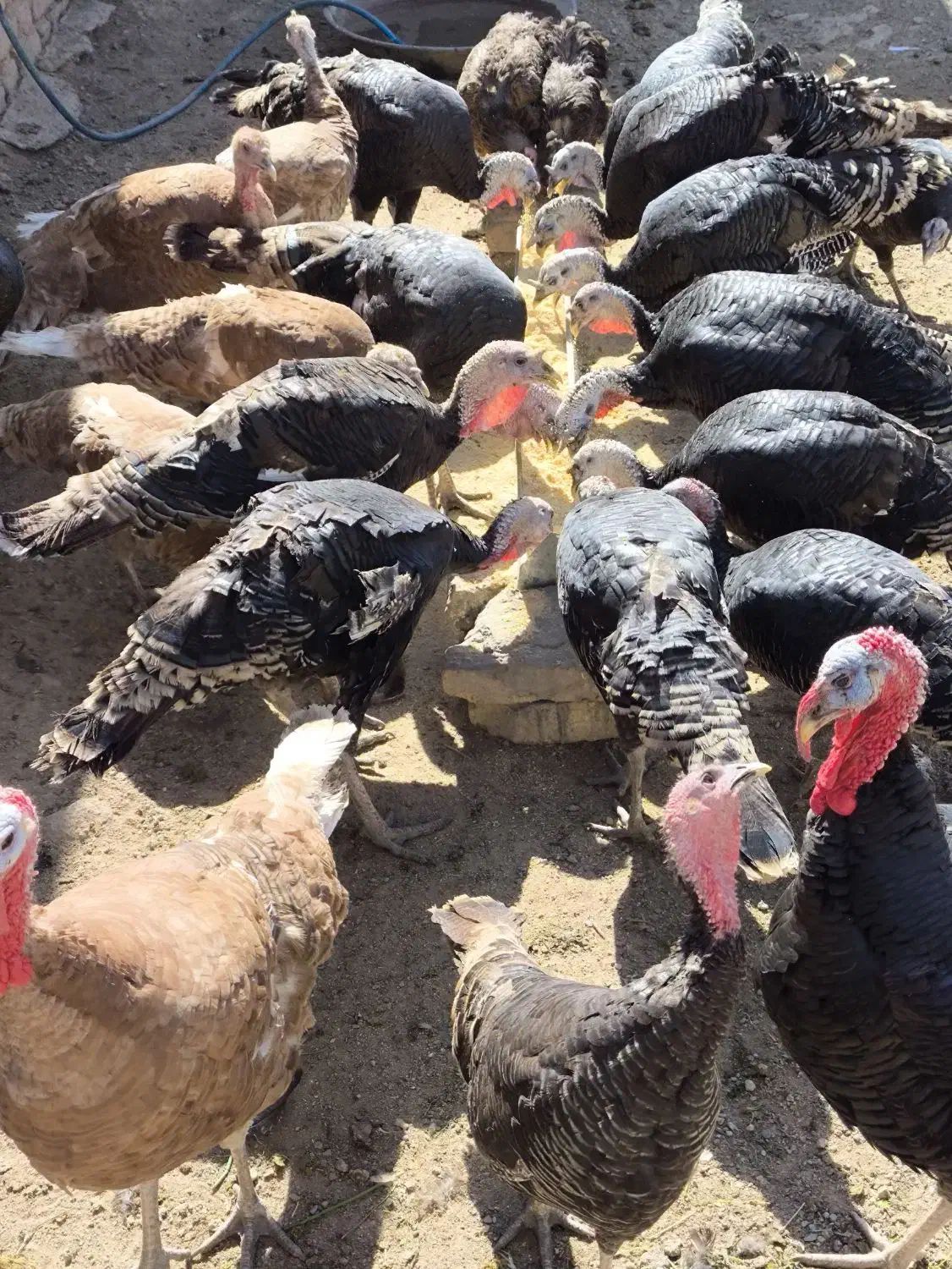 بوقلمون نر و ماده برنز|حیوانات مزرعه|شازند, |دیوار