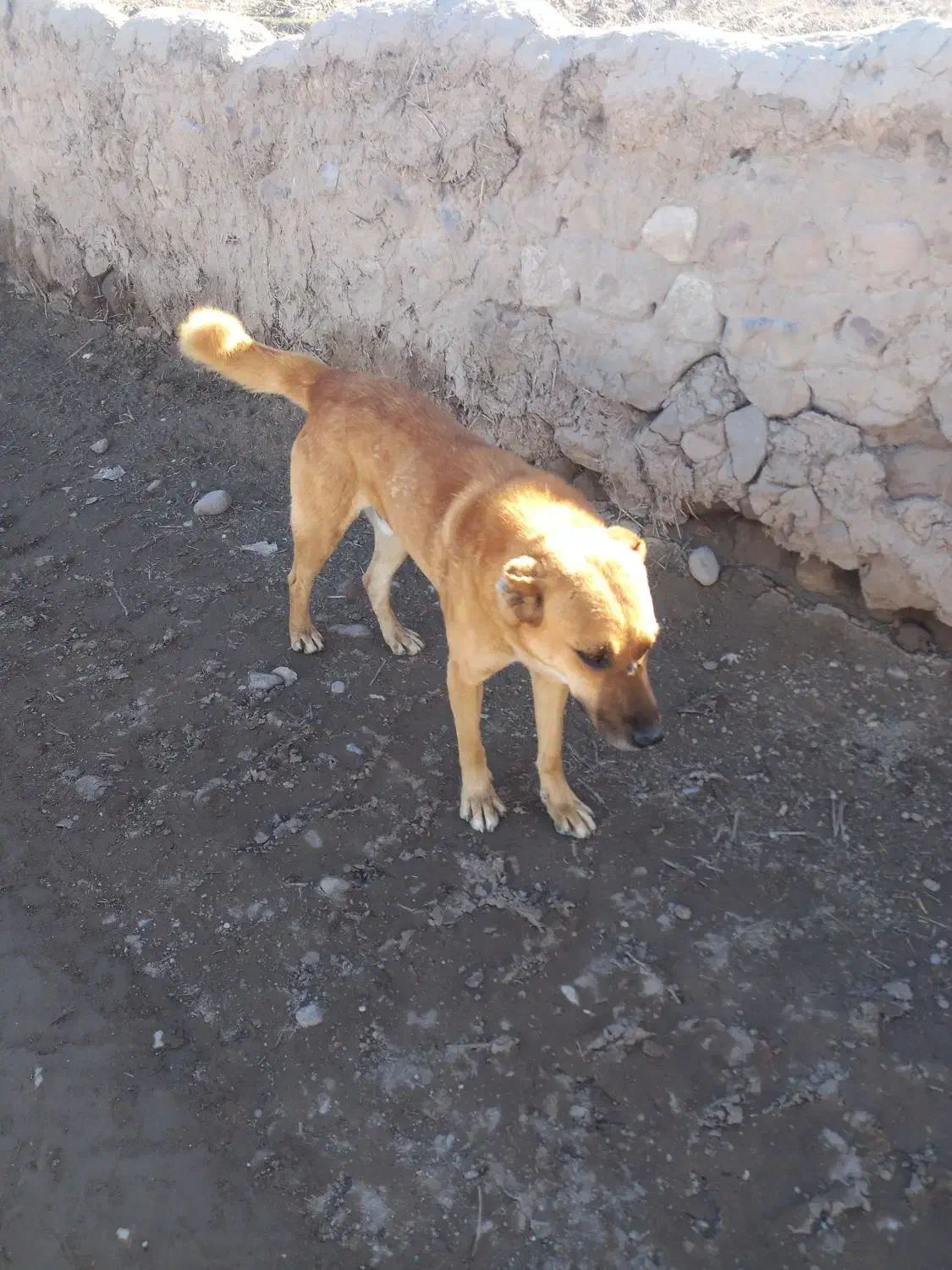 یک عدد سگ|سگ|فاروج, |دیوار