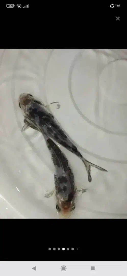 ماهی کوی|ماهی|اصفهان, برازنده|دیوار