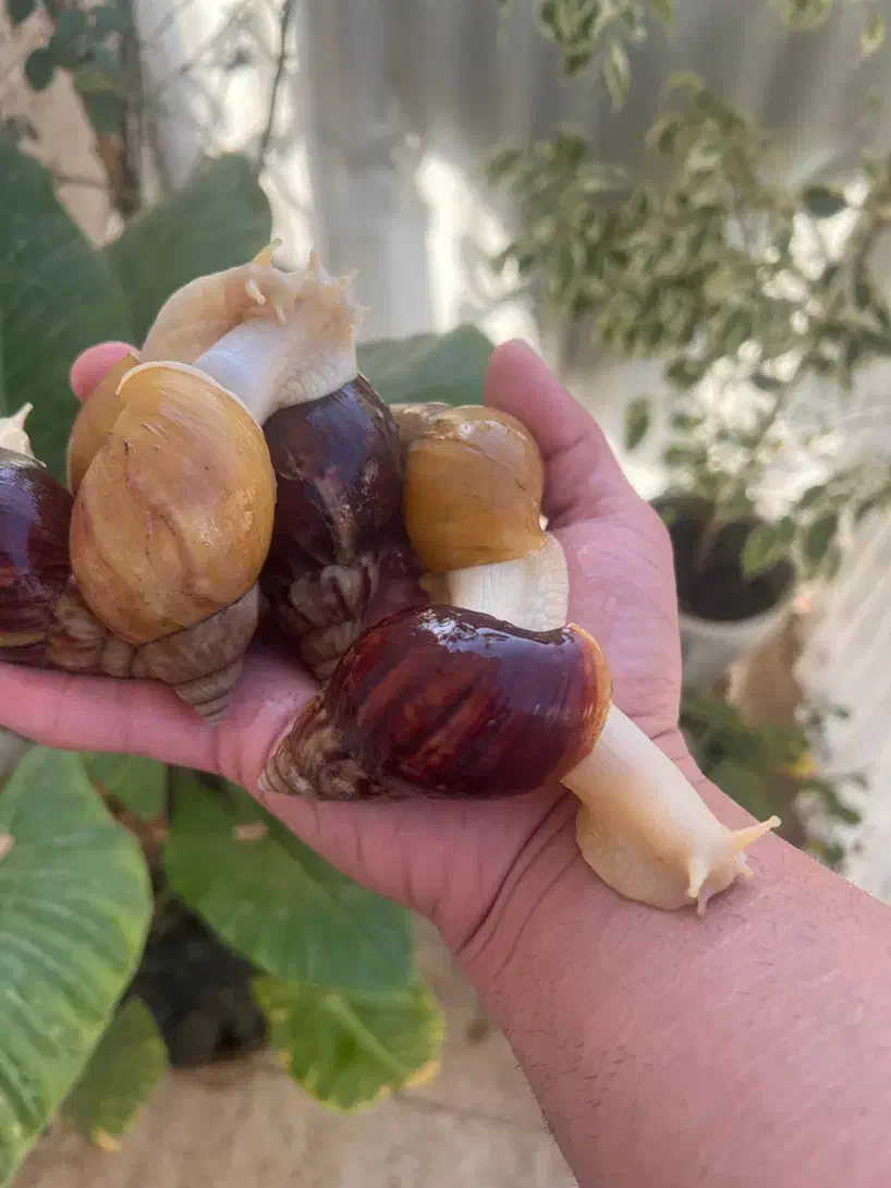 هلزرون مولد بیک سایز|خزنده|کرج, گوهردشت|دیوار