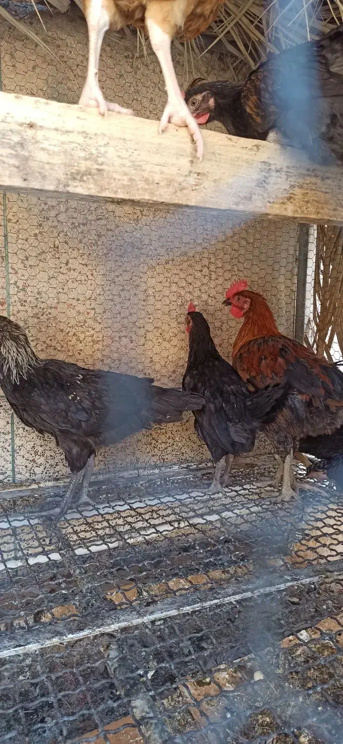 مرغ تخم گذار محلی و جوجه خروس محلی|حیوانات مزرعه|لار, |دیوار