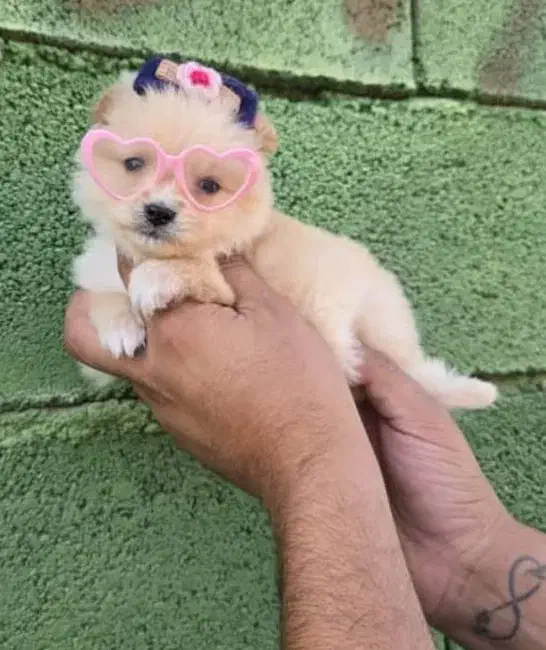 سگ آپارتمانی|سگ|بهبهان, |دیوار