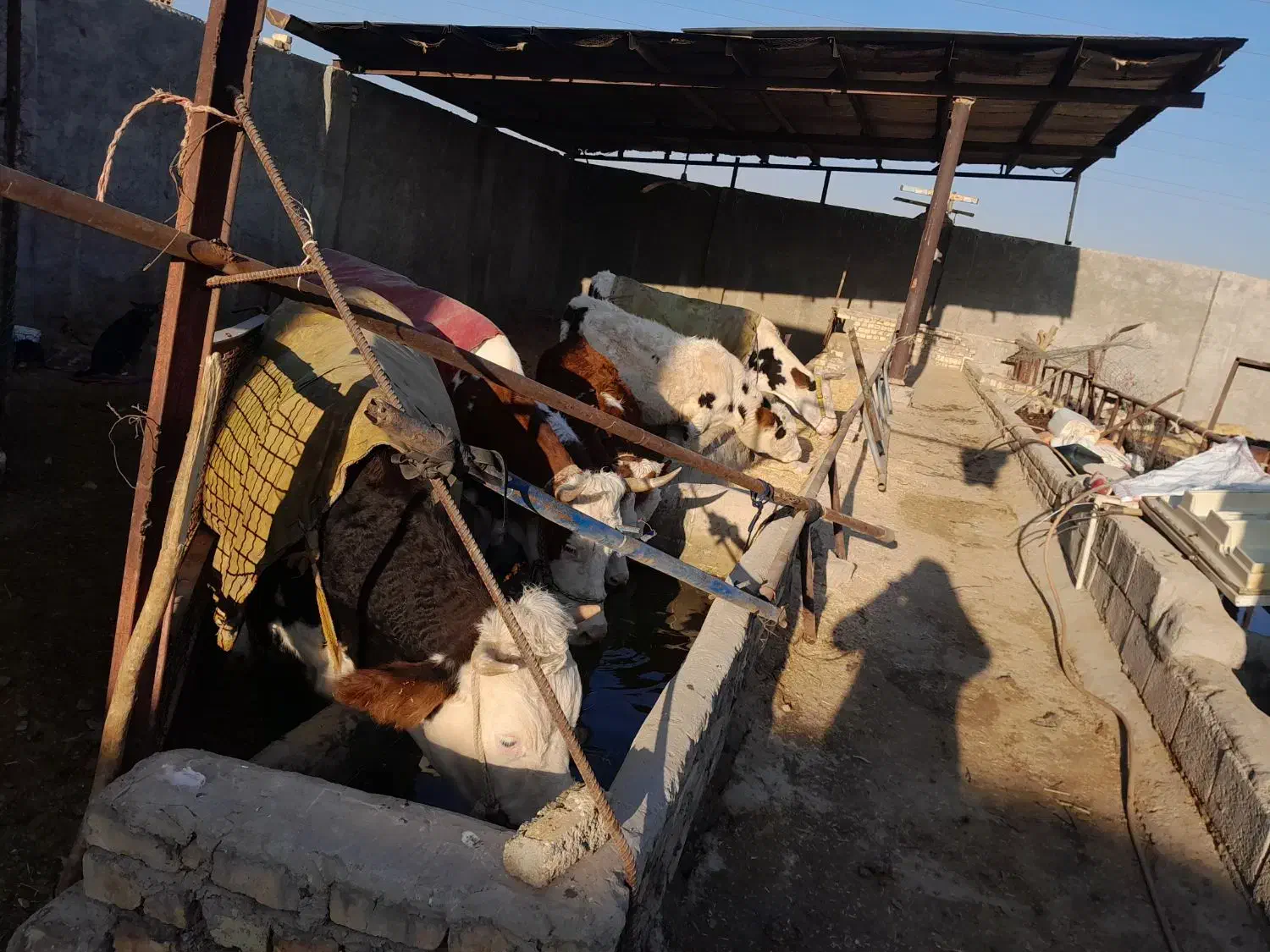 گاو و گوساله سیمینتال|حیوانات مزرعه|فلاورجان, |دیوار