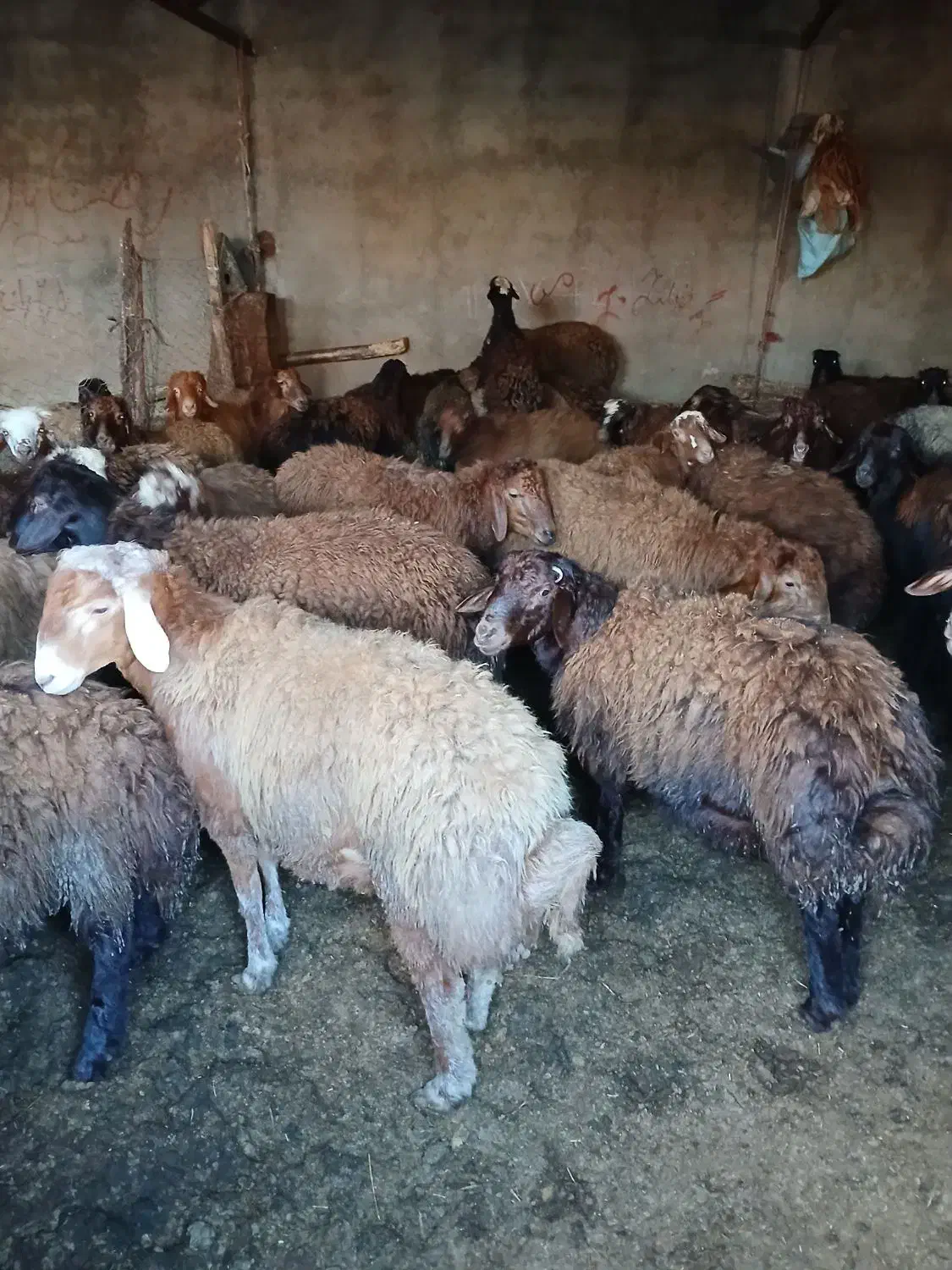 گوسفند کشتاری|حیوانات مزرعه|هریس, |دیوار