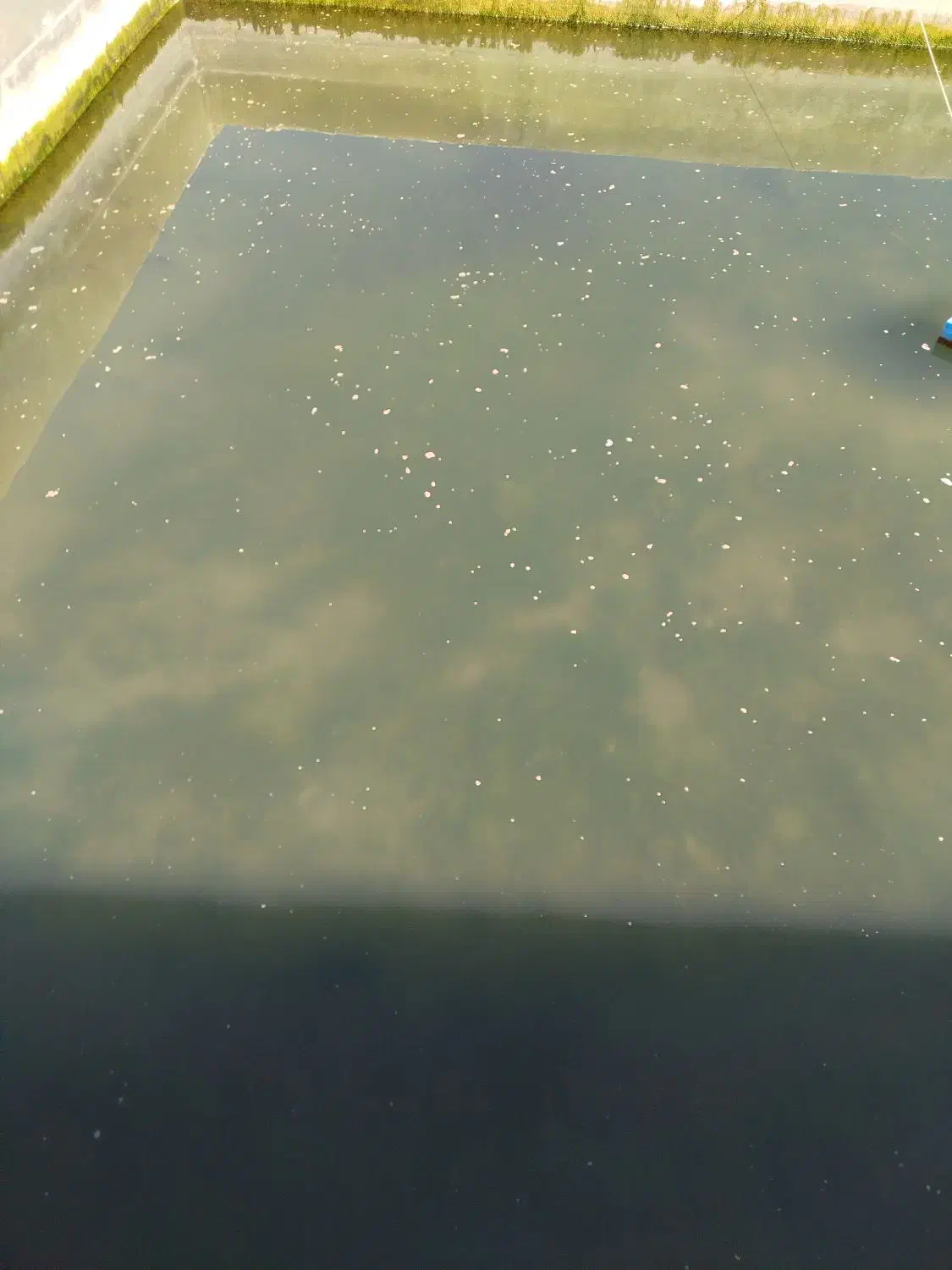 ماهی کپور طلایی|ماهی|سنندج, |دیوار