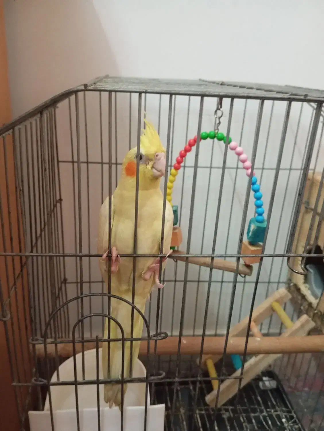 طوطی عروس دستی ماده|پرنده|بابل, |دیوار