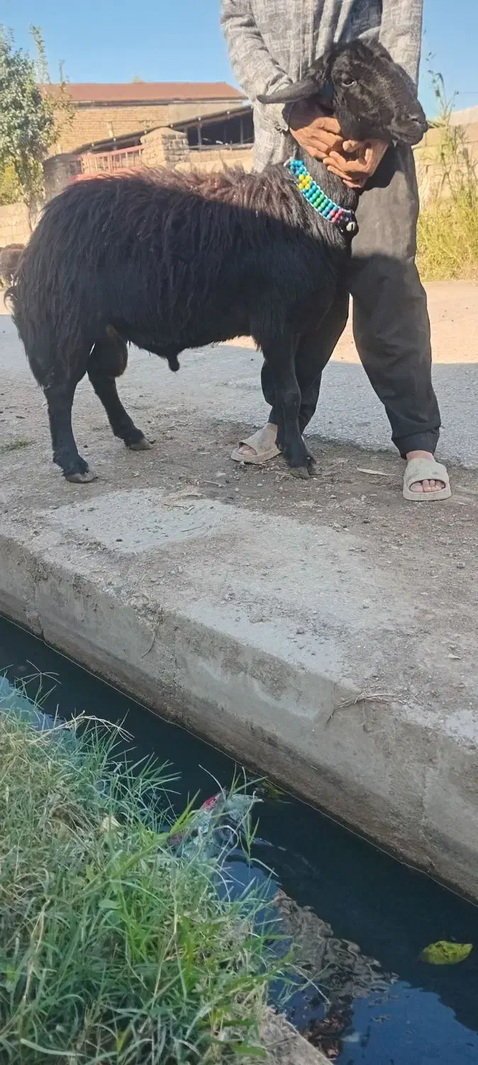 قوچ شیشک قره قزل|حیوانات مزرعه|رامیان, |دیوار