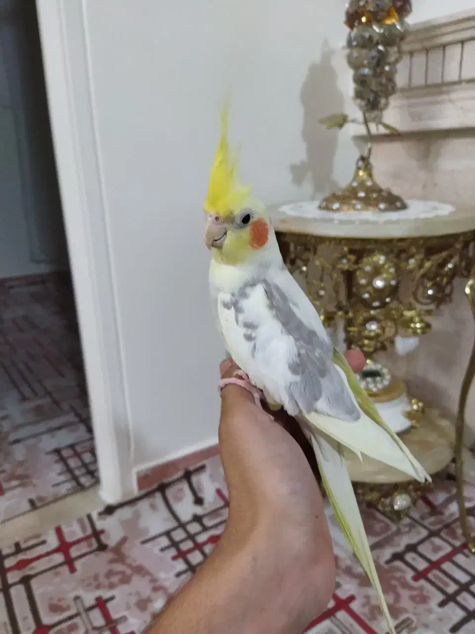 پرنده|پرنده|تهران, باغ خزانه|دیوار