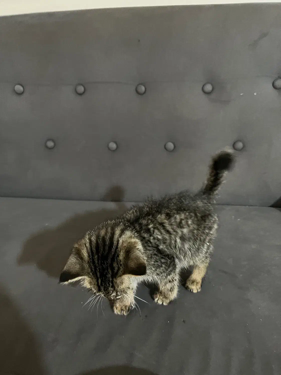 واگذاری بچه گربه|گربه|کرج, فاز ۳ گوهردشت|دیوار