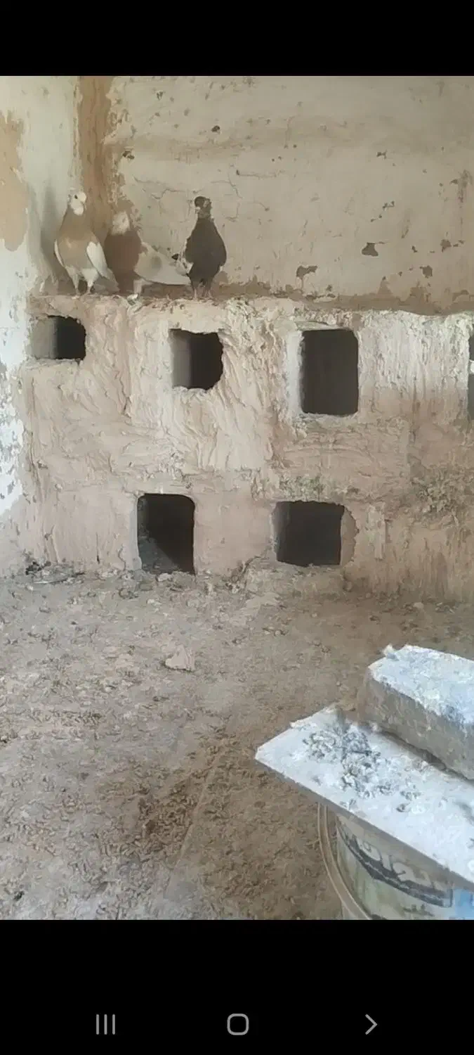 کبوتر طوقی|پرنده|عطاملک, |دیوار