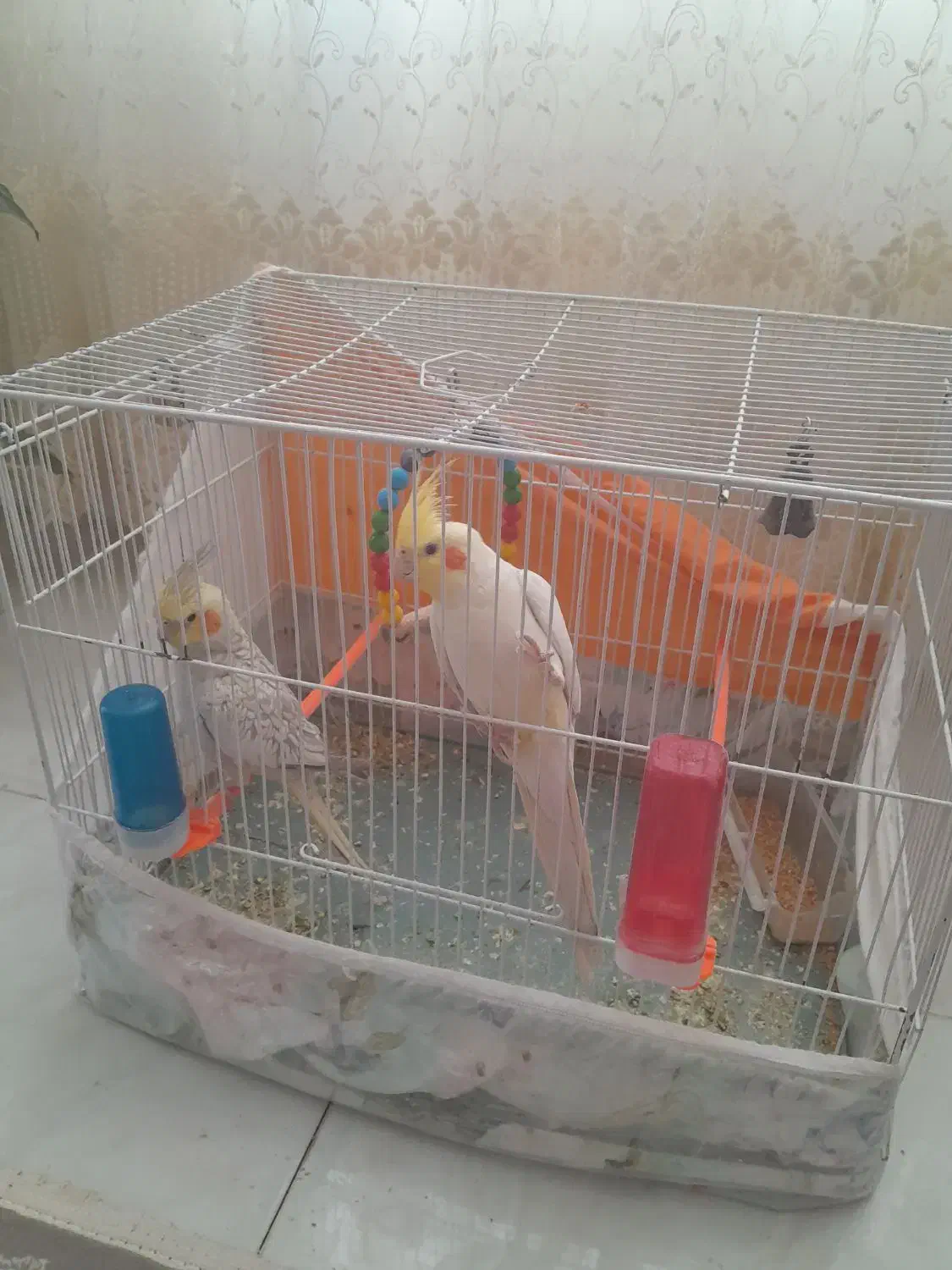 عروس هلندی نر ماده به شرت تخم جوجه|پرنده|سرایان, |دیوار