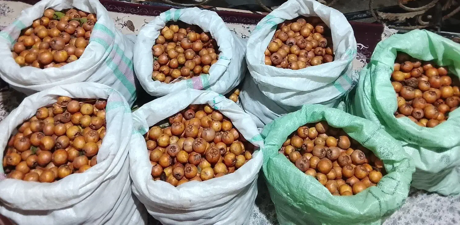 ازگیل پیوندی|خوردنی و آشامیدنی|احمدسرگوراب, |دیوار