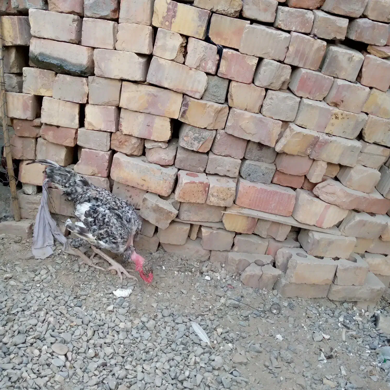 خروس گردن لخت|حیوانات مزرعه|ایرانشهر, |دیوار