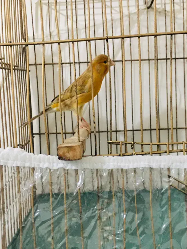 قناری نر|پرنده|ماهدشت, |دیوار