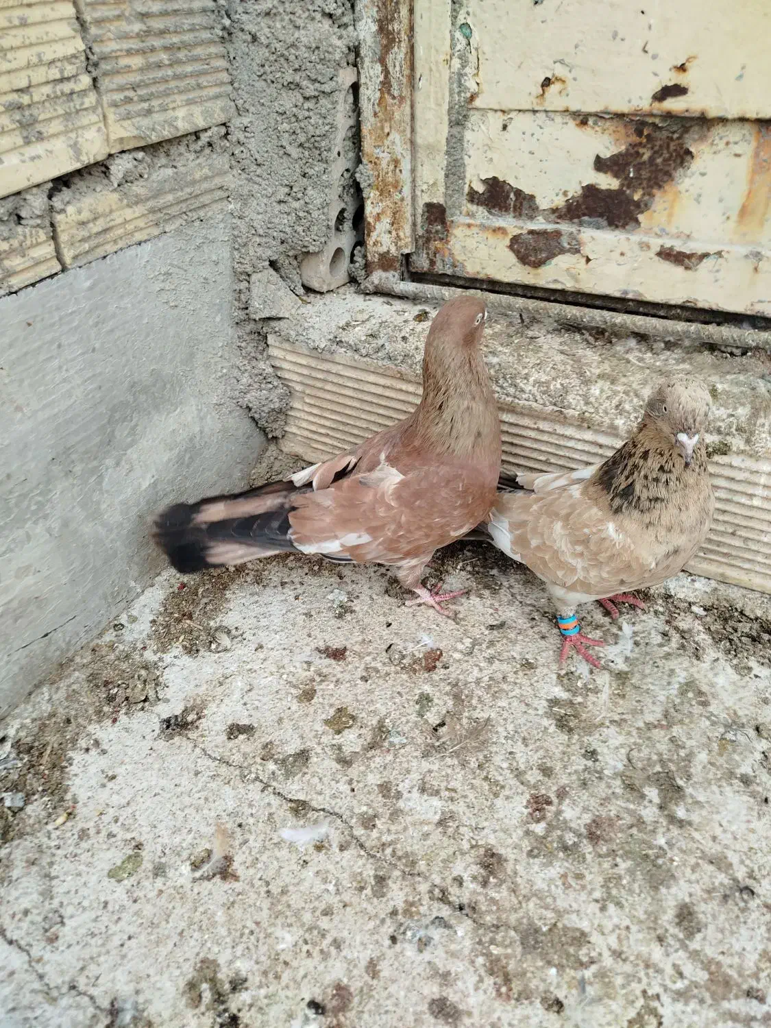 کفتر|پرنده|بندر ماهشهر, |دیوار