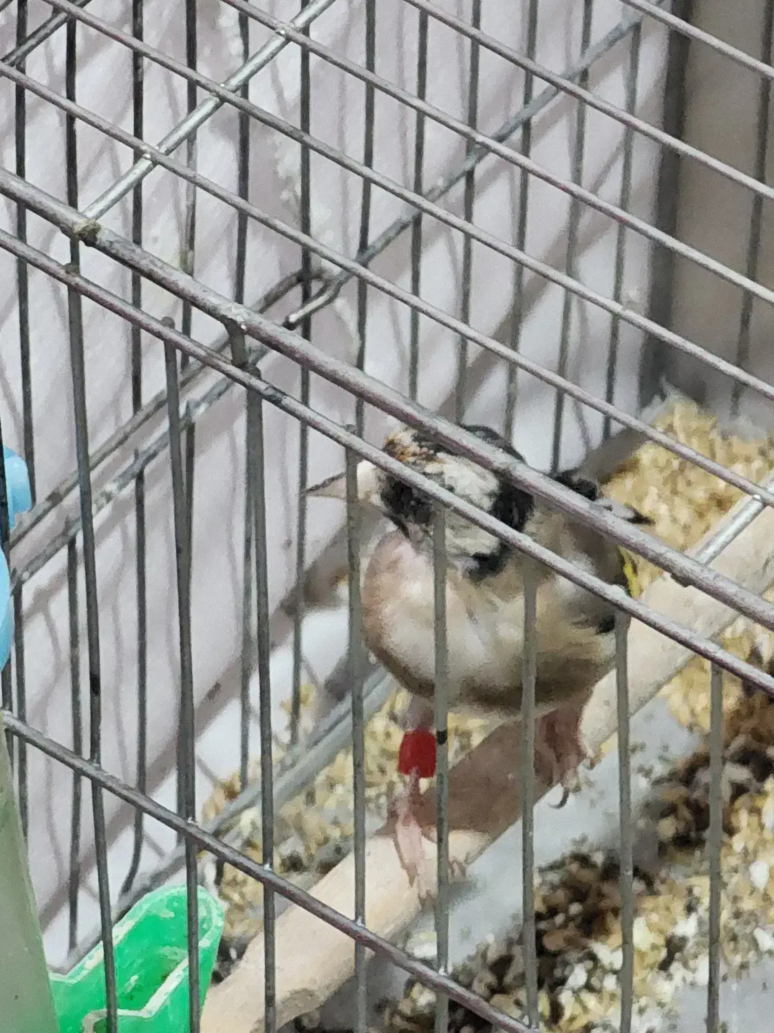 جوجه سهره|پرنده|بازرگان, |دیوار