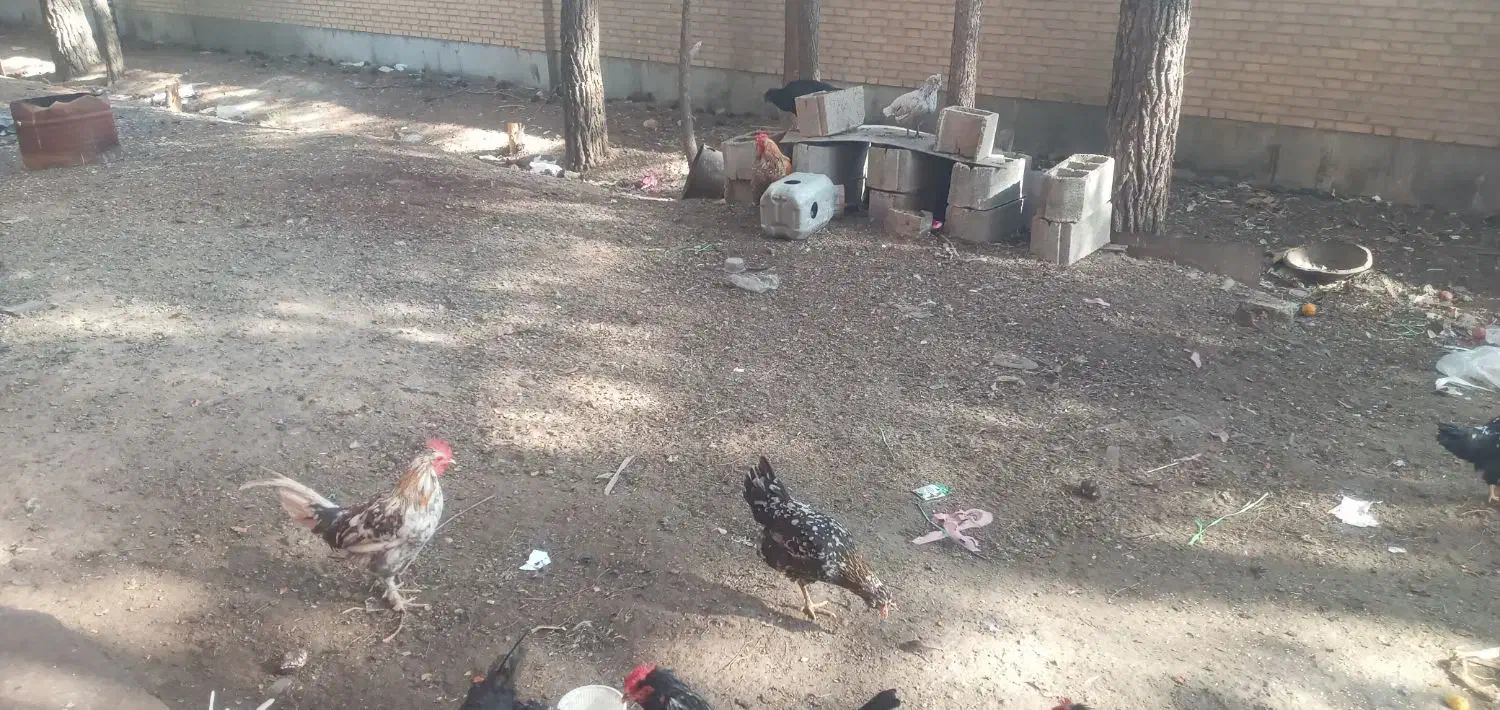 خروس گلین جوان همه جوجه امسال|حیوانات مزرعه|شاهینشهر, خانه کارگر|دیوار