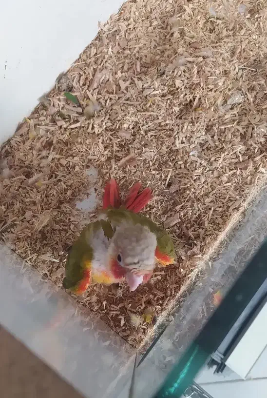 جوجه گرینچیک ملنگو راهب|پرنده|مشهد, نیزه|دیوار