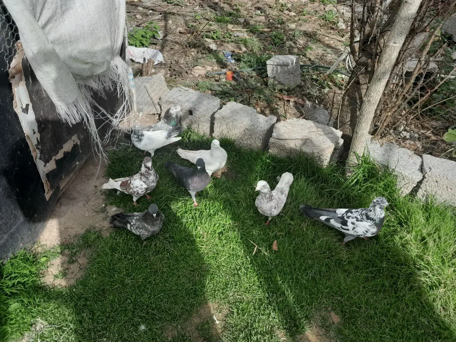 کبوتر|پرنده|آستانه اشرفیه, |دیوار