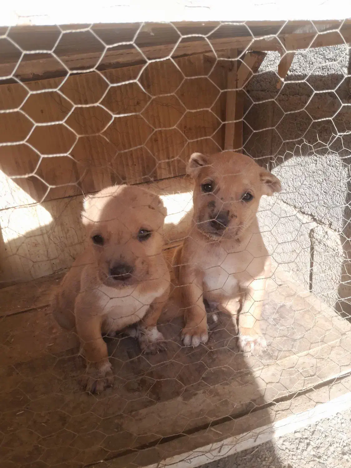 یک. جفت توله سگ  بسیار عالی|سگ|چناران, |دیوار