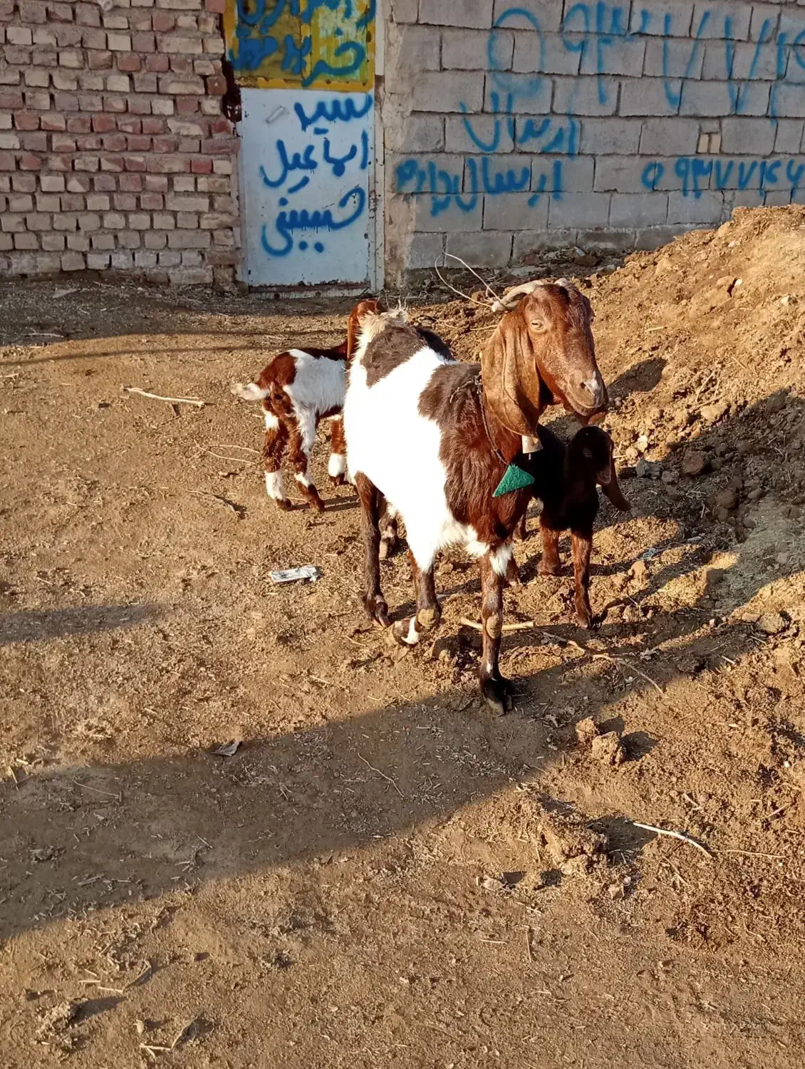 گوسفند|حیوانات مزرعه|بردسکن, |دیوار