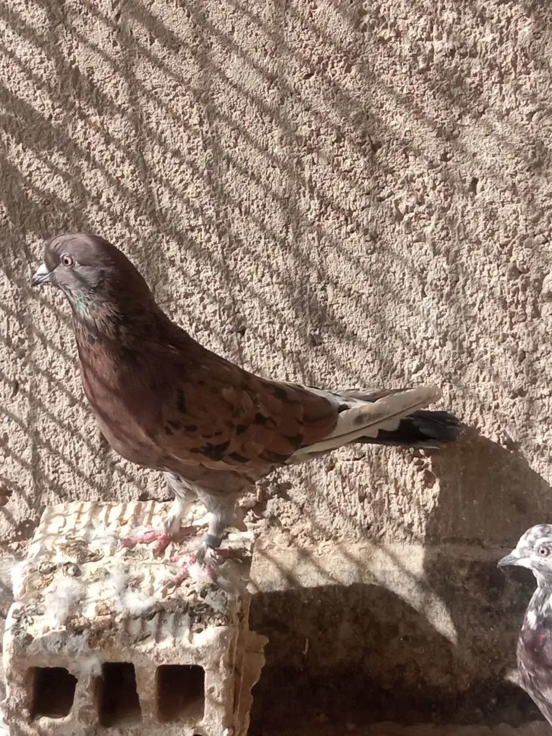 کفتر سرور و پرشی|پرنده|کاشان, لتحر|دیوار