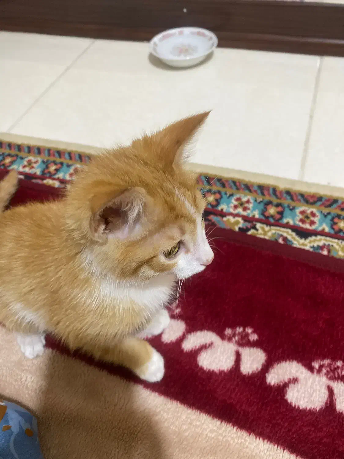 واگذاری رایگان گربه|گربه|کرمان, |دیوار