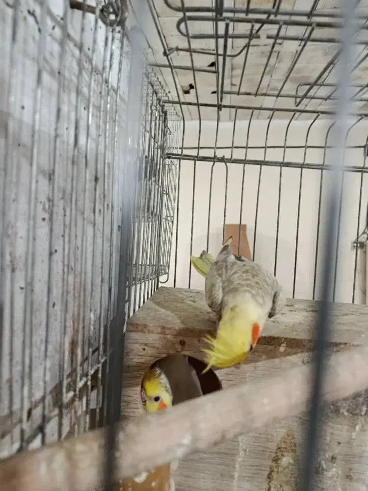 عروس هلندی ماده|پرنده|پردیس, شهرک صنعتی خرمدشت فاز ۷|دیوار