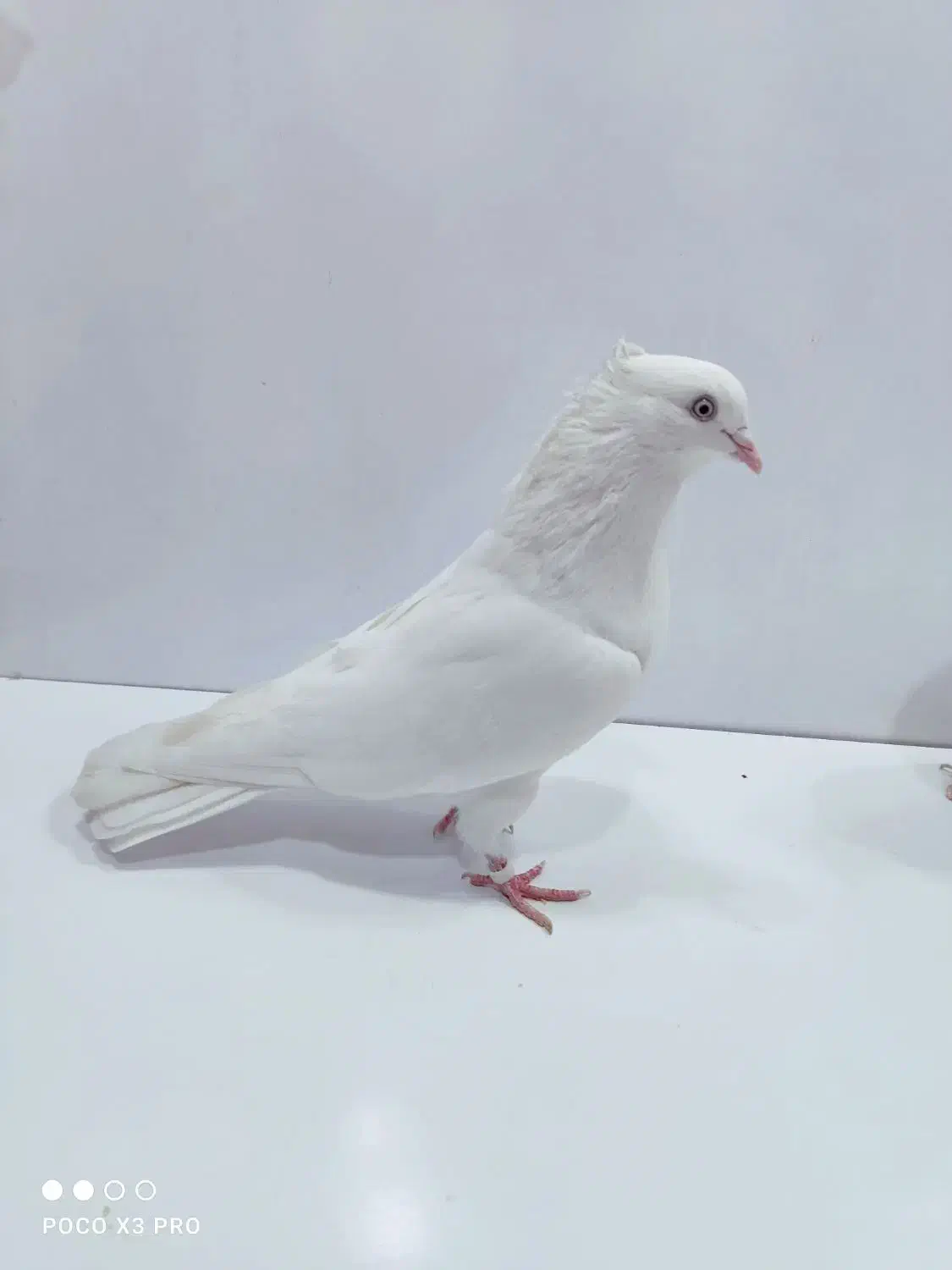 کبوتر کفتر اراکی|پرنده|شیراز, قالیشویی|دیوار