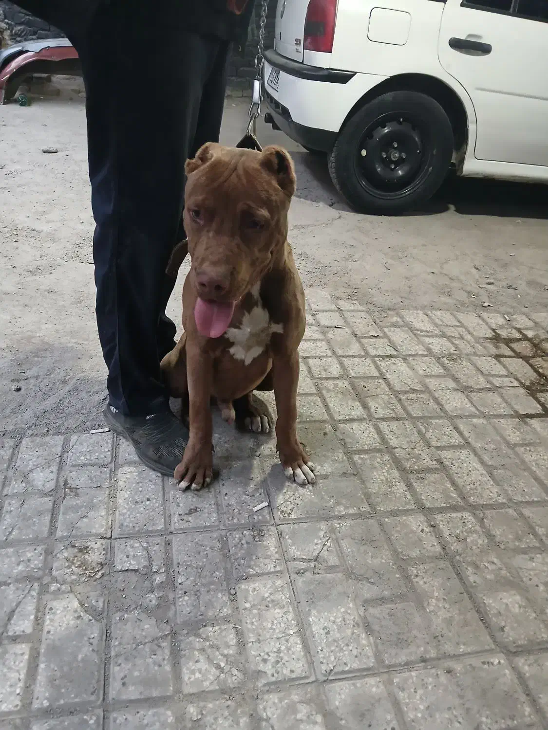 پیت بول|سگ|مشهد, عامل|دیوار