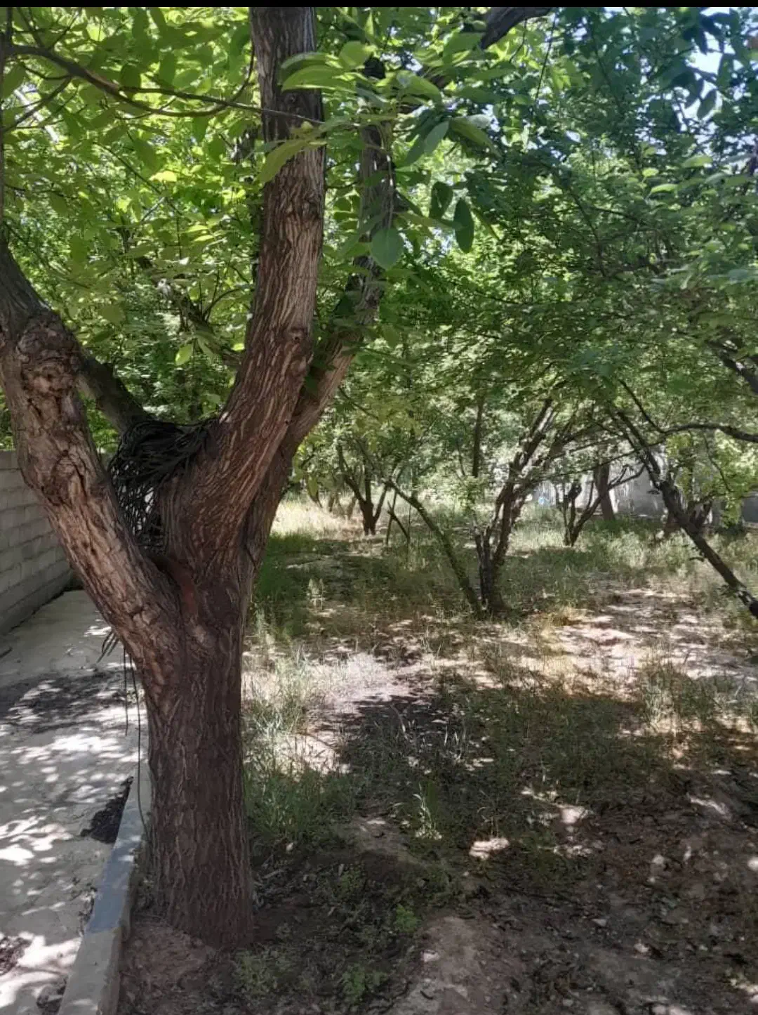 ۲ قطعه باغ چهار دیواری ۶۲۵ متری|فروش زمین و ملک کلنگی|شهریار, شهرک وائین|دیوار