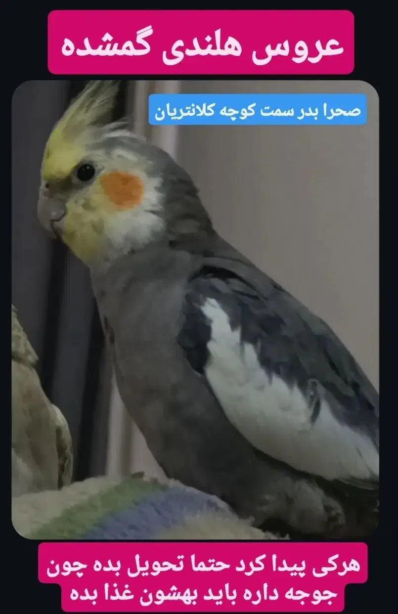 عروس هلندی گمشده طوسی|پرنده|دزفول, |دیوار