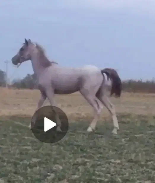 اسب|اسب و تجهیزات اسبسواری|میاندوآب, |دیوار