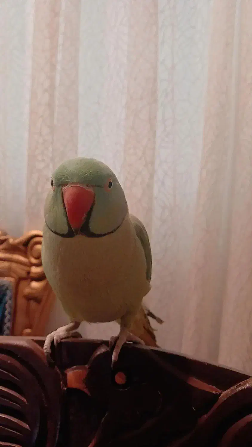 طوطی ملنگو سبز ۷ ساله|حیوانات|فردیس, ثابتی|دیوار