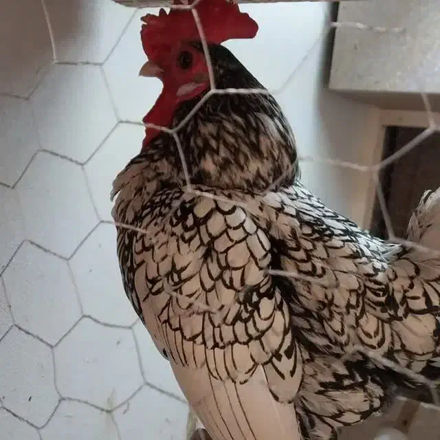 تخم مرغ سبرایت اصل|حیوانات مزرعه|ورامین, شهرک مدرس|دیوار