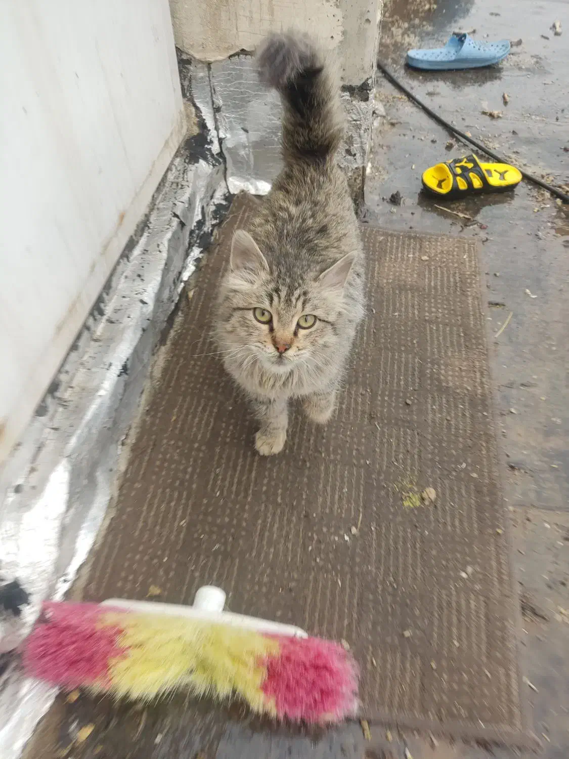 واگذاری گربه|گربه|بوکان, |دیوار