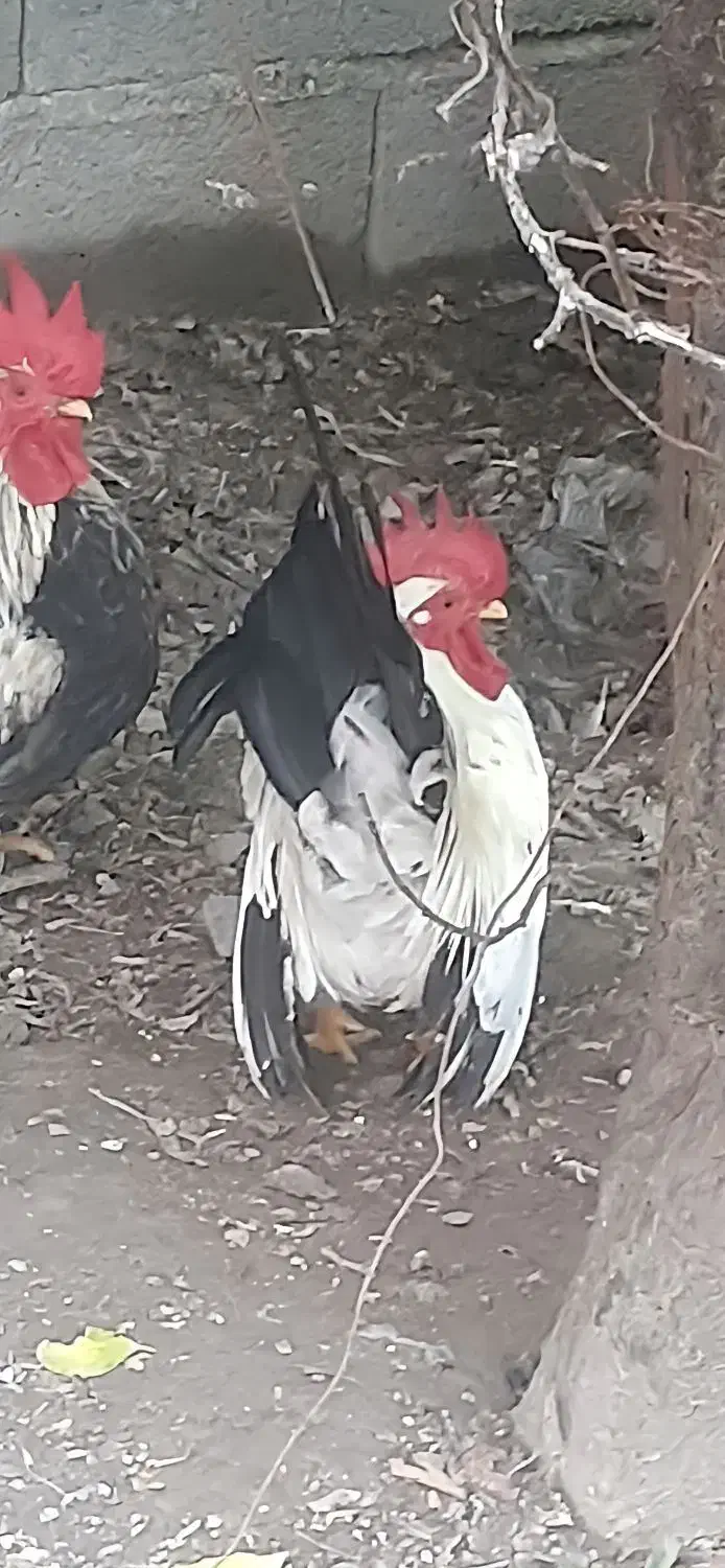 جاپنیز کف خواب|حیوانات مزرعه|ایزدشهر, |دیوار