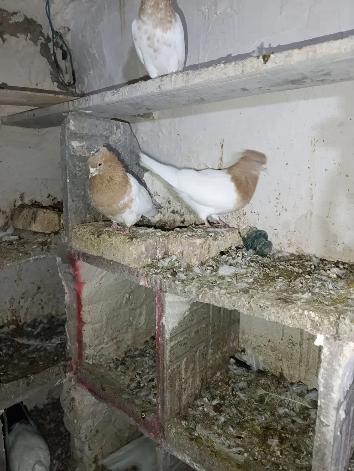 کبوتر کله زرد کاکلی و...|پرنده|میانه, |دیوار