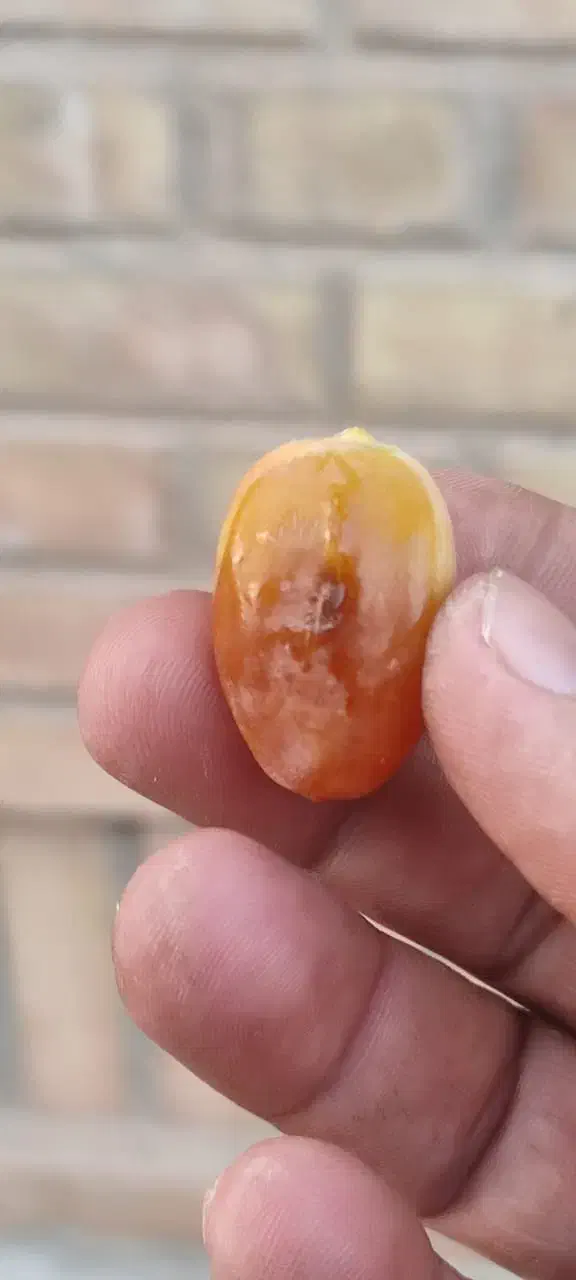 نخل|گل و گیاه طبیعی|شوش, |دیوار