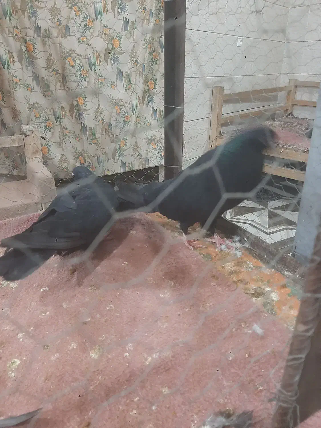 اگهی فروشی یک جفت کبوتر زینتی|پرنده|ایواوغلی, |دیوار