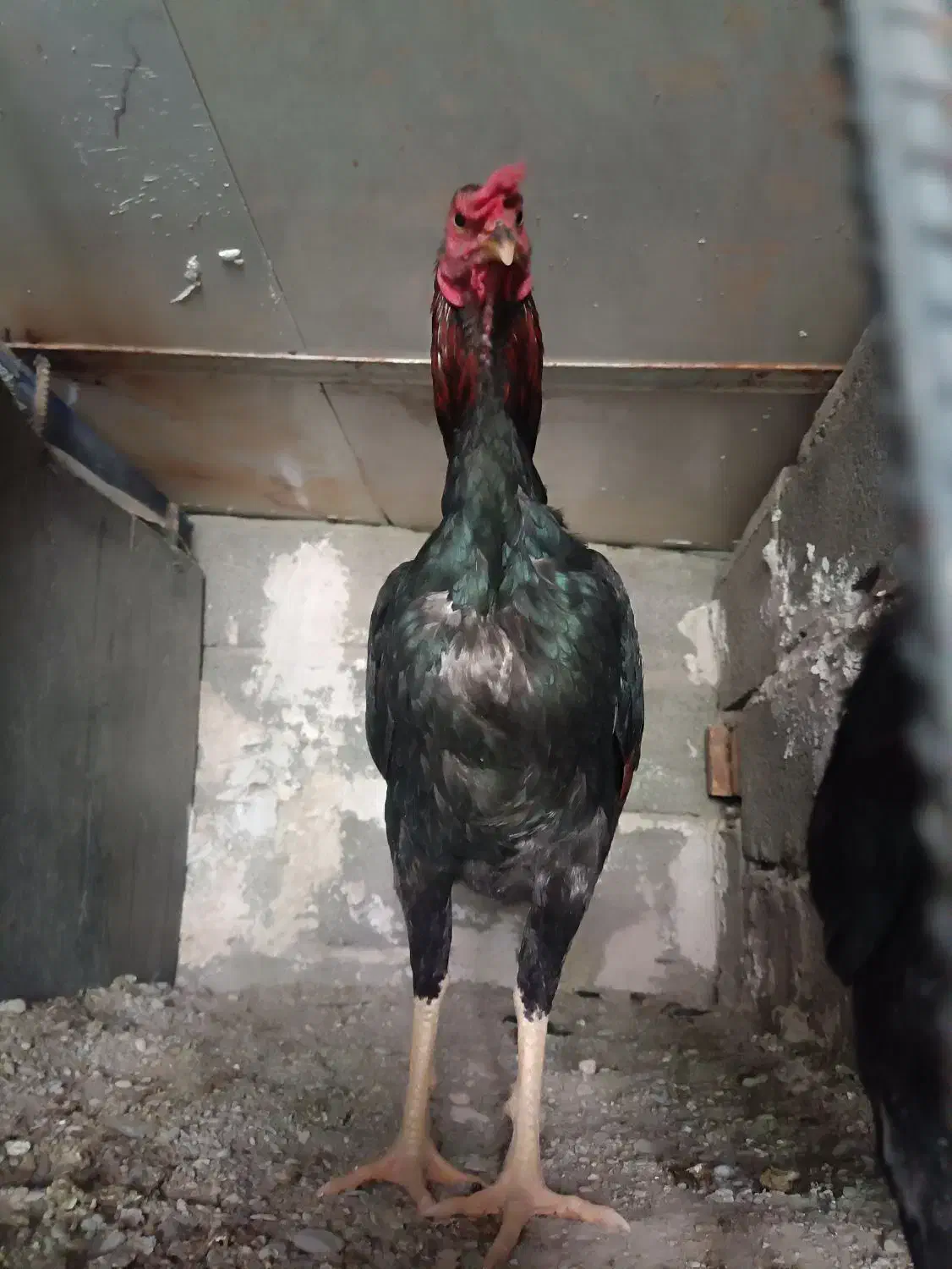 مرغ خروس|حیوانات مزرعه|سراوان, |دیوار