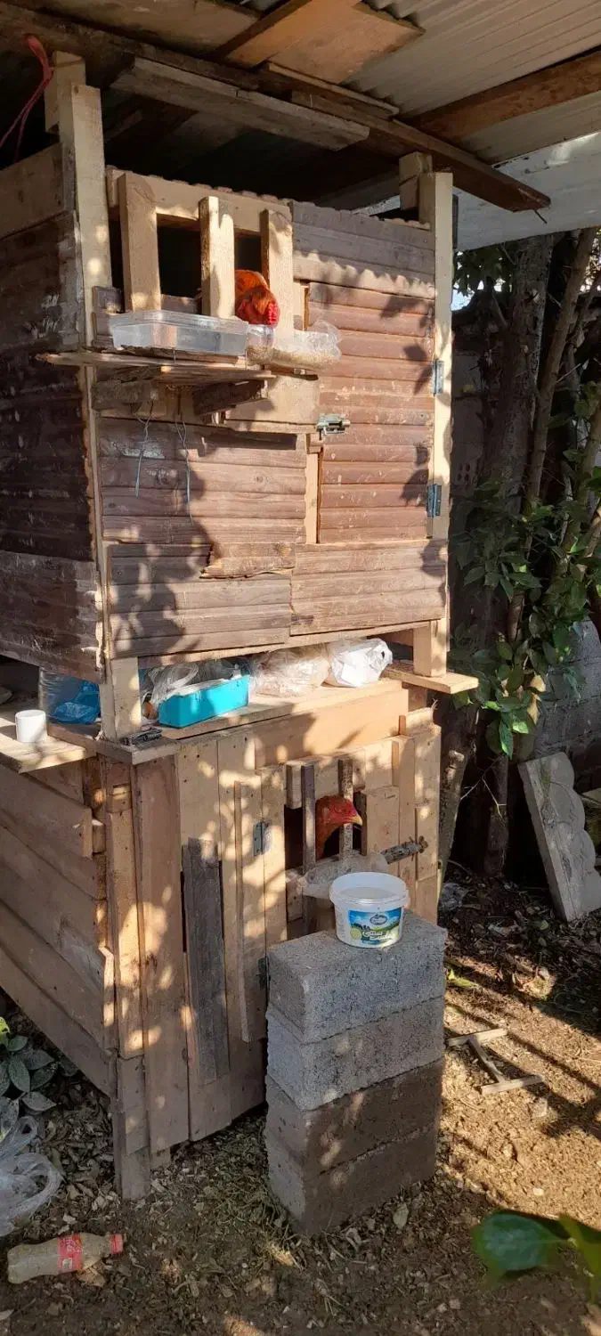 لانه حیوان|لوازم جانبی حیوانات|لاهیجان, بازکیاگوراب|دیوار