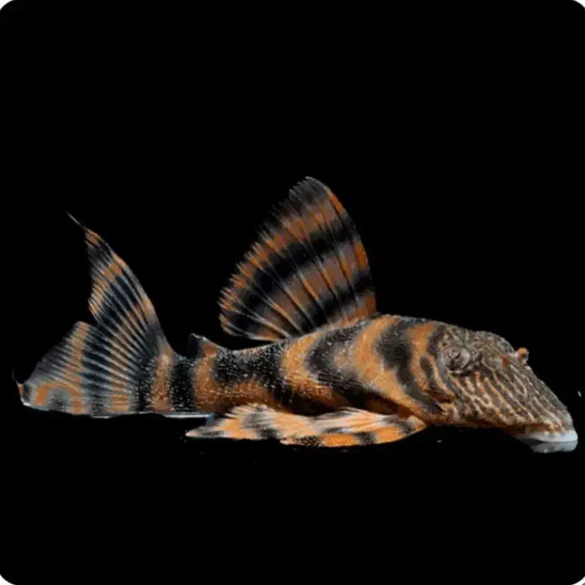 ماهی سرای نیشابور|ماهی|نیشابور, دارایی|دیوار