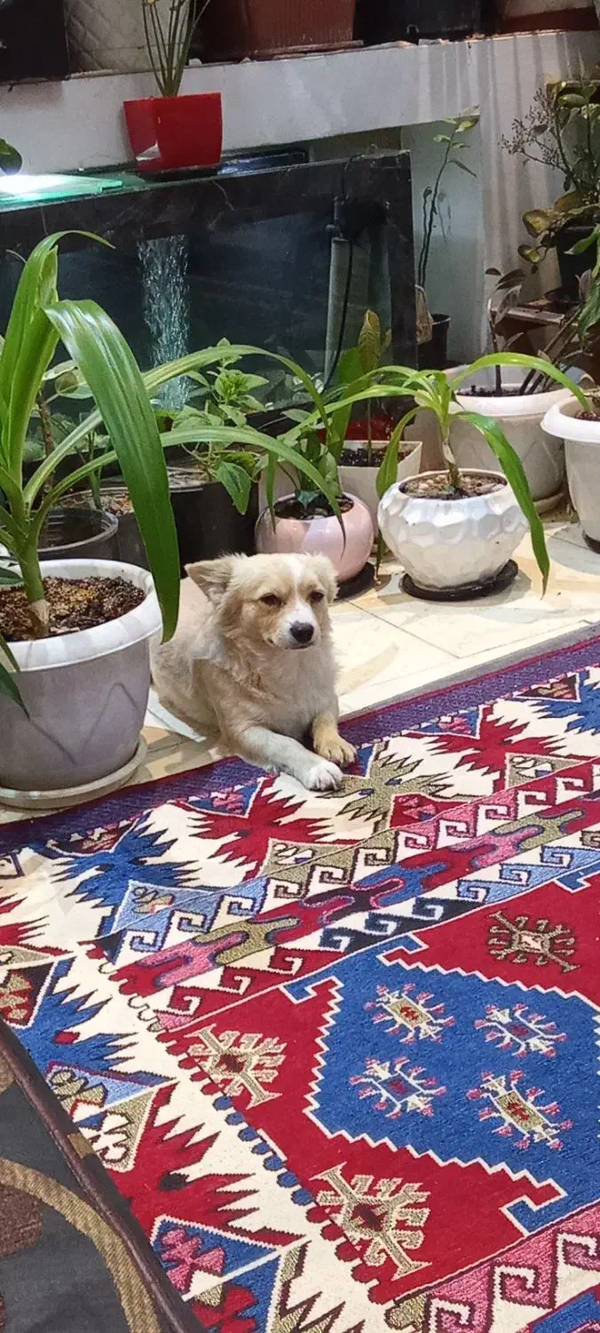 سگ پامر روباهی فوق حرف گوش کن|سگ|اصفهان, اشکاوند|دیوار