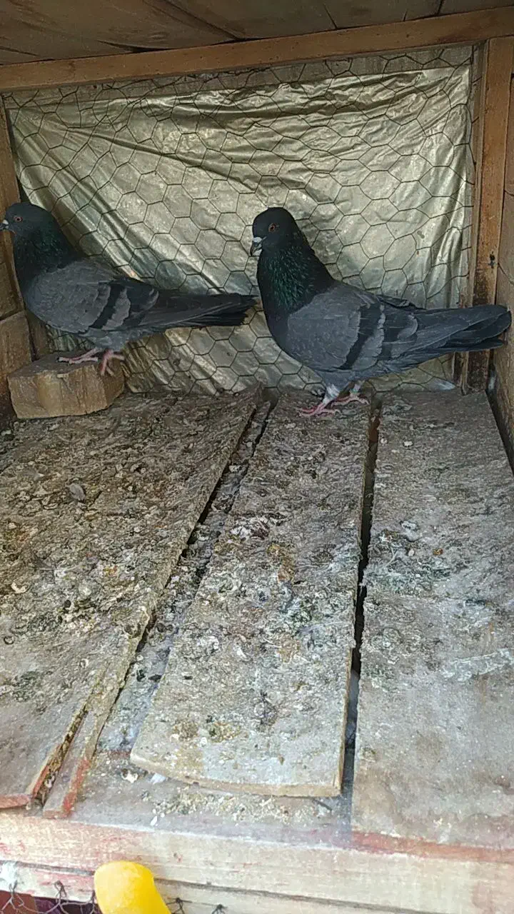 چند جفت کفتر پرشی واقعی خوب|پرنده|شاهین دژ, |دیوار