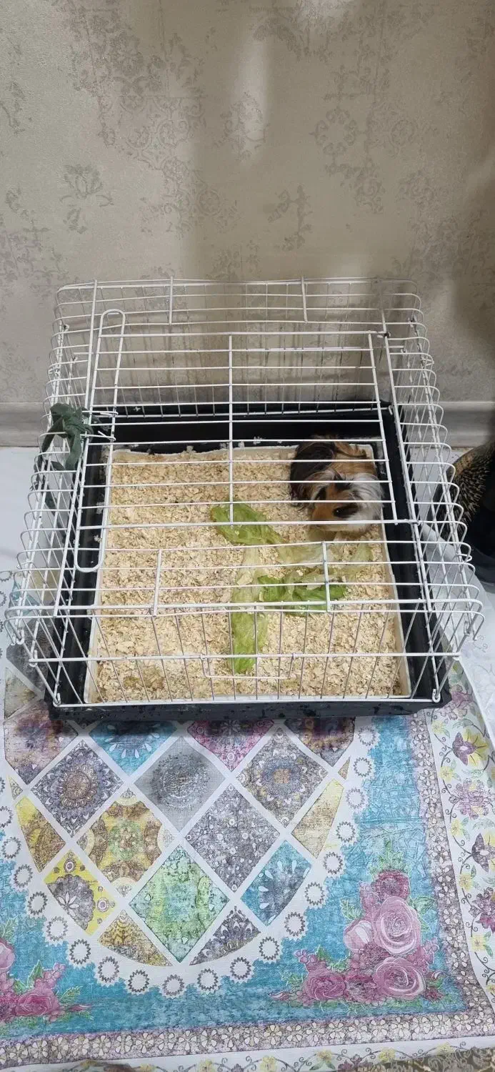 خوکچه هندی با قفس|موش و خرگوش|اسلام‌شهر, شهرک طالقانی|دیوار