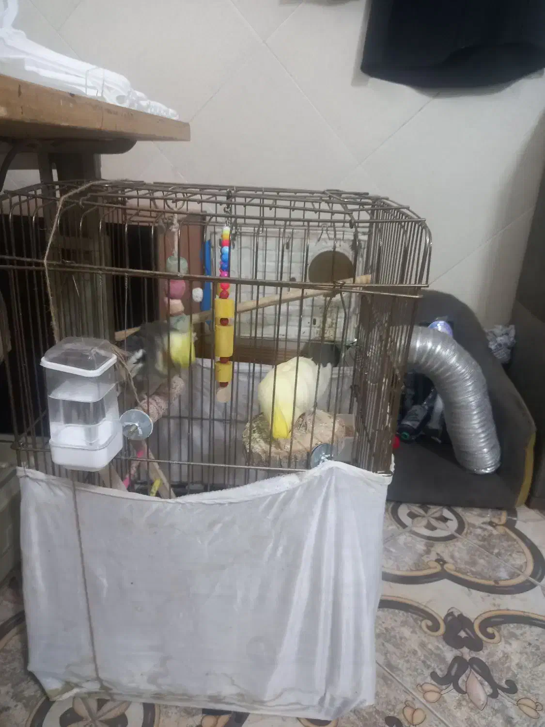 عروس هلندی|پرنده|فردیس, شهرک شهید حسینی|دیوار